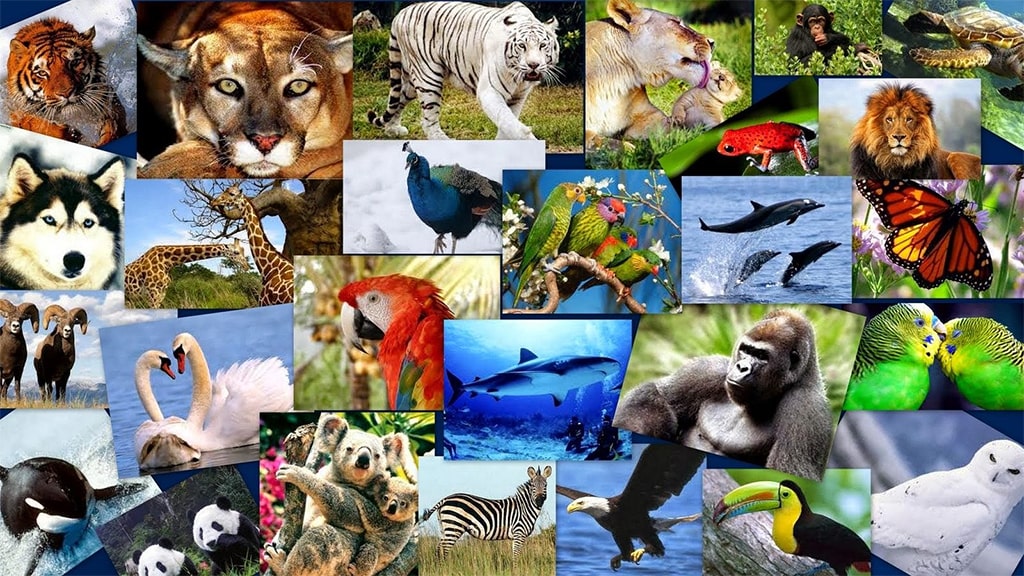 Dünyanın En İlginç Hayvanları  ve İnanılmaz Özellikleri